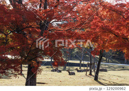 日本の古都奈良で大切位保護されている奈良公園の鹿_秋 日本の古都奈良で大切位保護されている奈良公園の鹿_秋 129200962