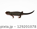 アカハライモリ雄、白バック左向き全身 129201078
