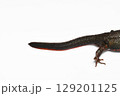アカハライモリ雌の尾 129201125
