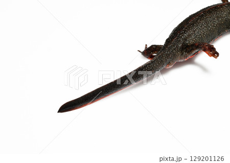 アカハライモリ雌の尾 129201126