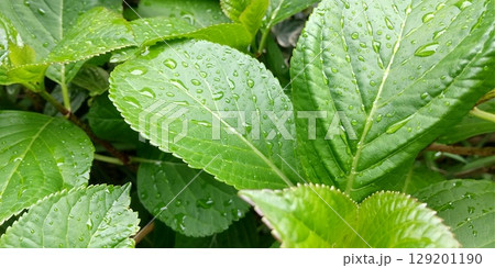 雨に濡れた紫陽花の葉 雨に濡れた紫陽花の葉 129201190