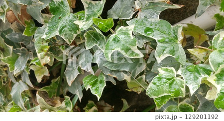 霜が降りたセイヨウキヅタの葉 霜が降りたセイヨウキヅタの葉 129201192