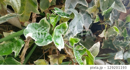 壁を伝うように生えるセイヨウキヅタ 129201193