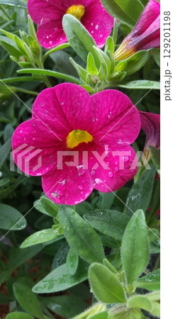 濃いピンク色の花が咲いたペチュニア 濃いピンク色の花が咲いたペチュニア 129201198