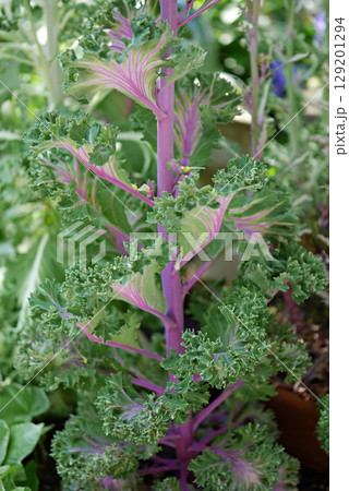 葉牡丹の花20250501 葉牡丹の花20250501 129201294