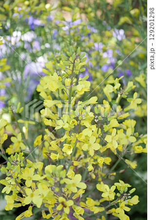 葉牡丹の花20250505 129201298