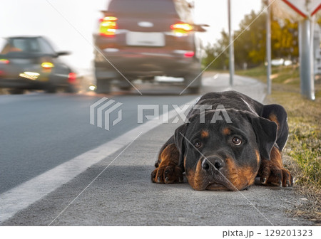 rottweiler abandonned in summer rottweiler abandonned in summer 129201323