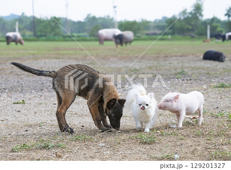 pig and dogs in farm pig and dogs in farm 129201327