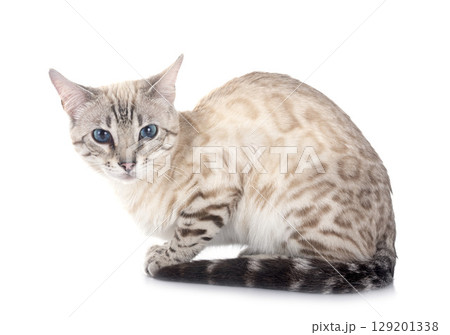 bengal cat in studio 129201338