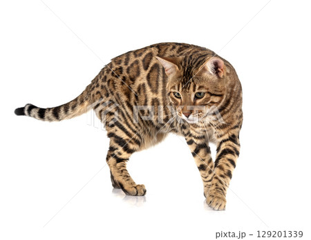 bengal cat in studio 129201339