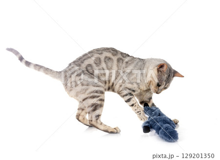 bengal cat in studio 129201350