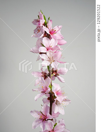 満開の桃の花（白鳳）20250404 129201522