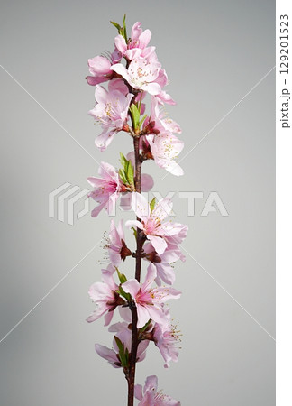 満開の桃の花（白鳳）20250405 129201523