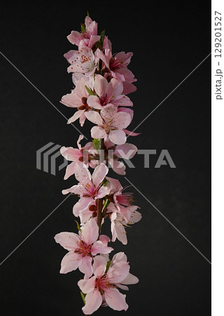 満開の桃の花（白鳳）20250402 129201527