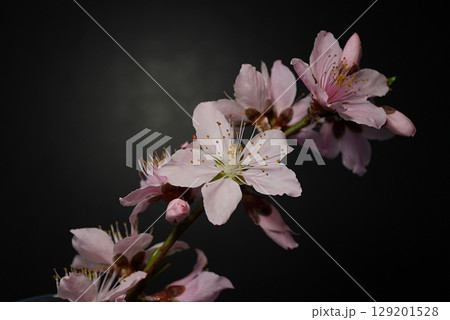 満開の桃の花（白鳳）20250403 129201528