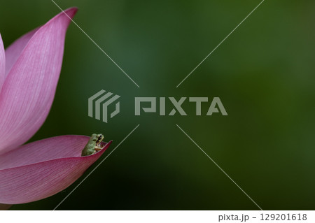 大賀ハスとアマガエル 129201618