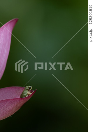 大賀ハスとアマガエル 大賀ハスとアマガエル 129201619