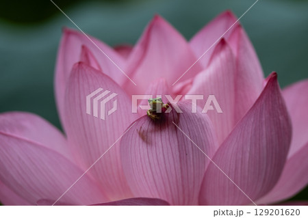 大賀ハスとアマガエル 大賀ハスとアマガエル 129201620