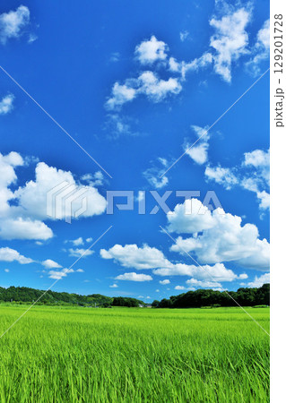 夏の青空と新緑の田んぼ風景 129201728