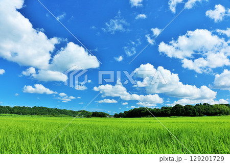 夏の青空と新緑の田んぼ風景 129201729