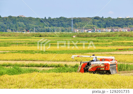 秋の田んぼとコンバインで収穫 129201735