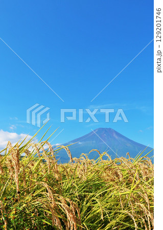 秋の青空と田んぼ　そして富士山 129201746