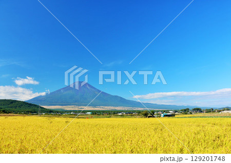 秋の青空と田んぼ そして富士山 秋の青空と田んぼ そして富士山 129201748