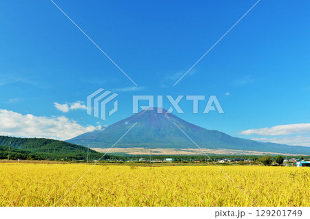 秋の青空と田んぼ そして富士山 秋の青空と田んぼ そして富士山 129201749