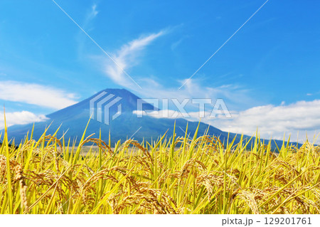秋の青空と田んぼ　そして富士山 129201761