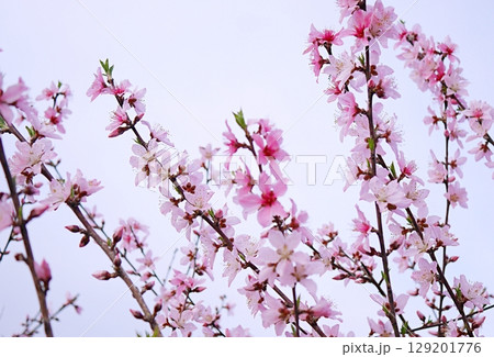 満開の桃の花（白鳳）20250408 129201776