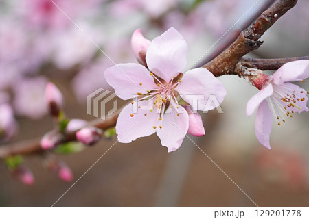 満開の桃の花（白鳳）20250410 129201778