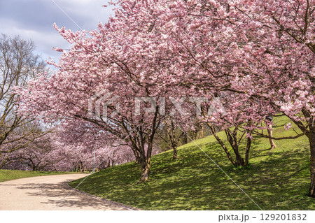 Cherry blossoms in Munich, Germany. Pink cherry blossoms with a blue and cloudy sky background. Spring in Germany. Cherry blossoms in Munich, Germany. Pink cherry blossoms with a blue and cloudy sky background. Spring in Germany. 129201832