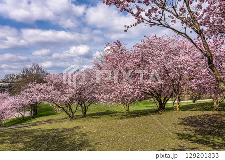 Cherry blossoms in Munich, Germany. Pink cherry blossoms with a blue and cloudy sky background. Spring in Germany. Cherry blossoms in Munich, Germany. Pink cherry blossoms with a blue and cloudy sky background. Spring in Germany. 129201833