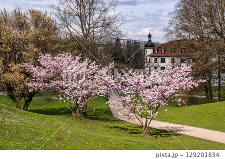 Cherry blossoms in Munich, Germany. Pink cherry blossoms with a blue and cloudy sky background. Spring in Germany. Cherry blossoms in Munich, Germany. Pink cherry blossoms with a blue and cloudy sky background. Spring in Germany. 129201834