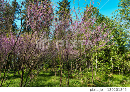 Eastern Redbud Tree or Cercis canadensis blossoming in the World Forest, Weltwald in Freising near Munich, Germany. 129201843