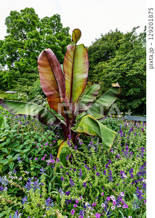 The Botanical Garden of Augsburg in Germany with garden pathes and topiary boxwood bushes on green meadows 129201875