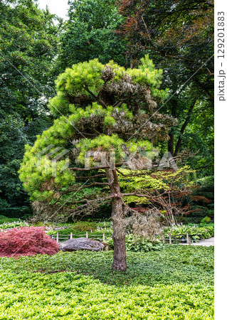 The Japanese garden in the Botanical garden in Augsburg, Germany. Lovely view on small waterfalls in japanese garden 129201883