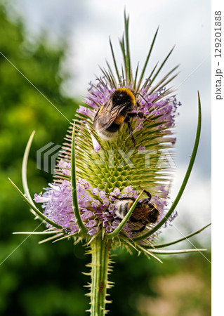The Botanical Garden of Augsburg in Germany with garden pathes and topiary boxwood bushes on green meadows 129201888
