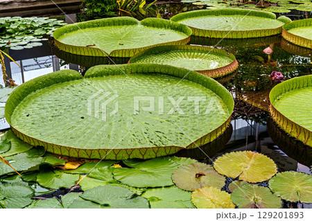 The Botanical Garden of Augsburg in Germany with garden pathes and topiary boxwood bushes on green meadows The Botanical Garden of Augsburg in Germany with garden pathes and topiary boxwood bushes on green meadows 129201893