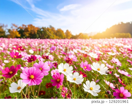 秋風に揺れる満開のコスモス畑 秋風に揺れる満開のコスモス畑 129201961