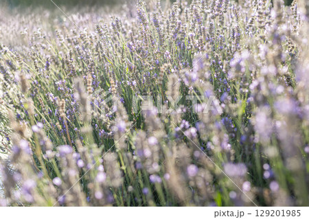 Sunlit lavender field with soft dreamy bokeh and gentle light on blooming purple flowers Sunlit lavender field with soft dreamy bokeh and gentle light on blooming purple flowers 129201985