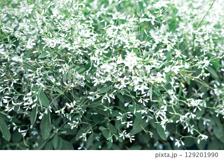 White delicate Euphorbia Diamond Frost flowers blooming in lush green garden background 129201990
