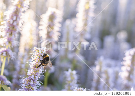 Close-up of bumblebee collecting nectar on mint flower in sunlit summer herb garden Close-up of bumblebee collecting nectar on mint flower in sunlit summer herb garden 129201995