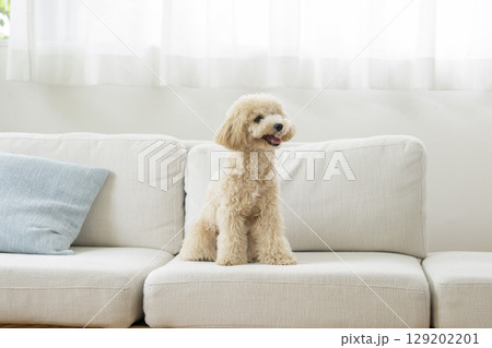 ソファに座る生後10ヶ月のビションプーの女の子 ソファに座る生後10ヶ月のビションプーの女の子 129202201