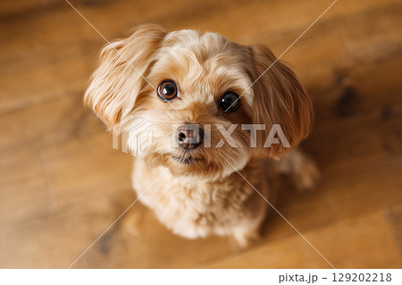 飼い主を見つめる小さな犬のまなざし（AI生成画像） 129202218