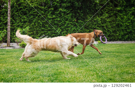 Golden Retriever and German Boxer joyfully running on a backyard lawn, with the Boxer carrying a purple ring toy in its mouth during playful chase Golden Retriever and German Boxer joyfully running on a backyard lawn, with the Boxer carrying a purple ring toy in its mouth during playful chase 129202461