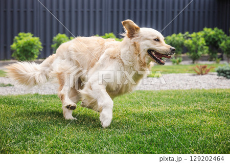 Golden Retriever dog runs joyfully across the green backyard lawn with ears flapping and mouth open in playful expression 129202464