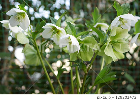 クリスマスローズ(シングル)20250301 クリスマスローズ(シングル)20250301 129202472