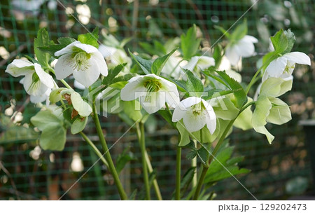 クリスマスローズ(シングル)20250302 クリスマスローズ(シングル)20250302 129202473