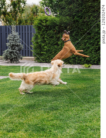 Golden Retriever and German Boxer playing on grass, jumping to catch a toy ring in backyard garden, joyful and energetic moment of two active dogs Golden Retriever and German Boxer playing on grass, jumping to catch a toy ring in backyard garden, joyful and energetic moment of two active dogs 129202474